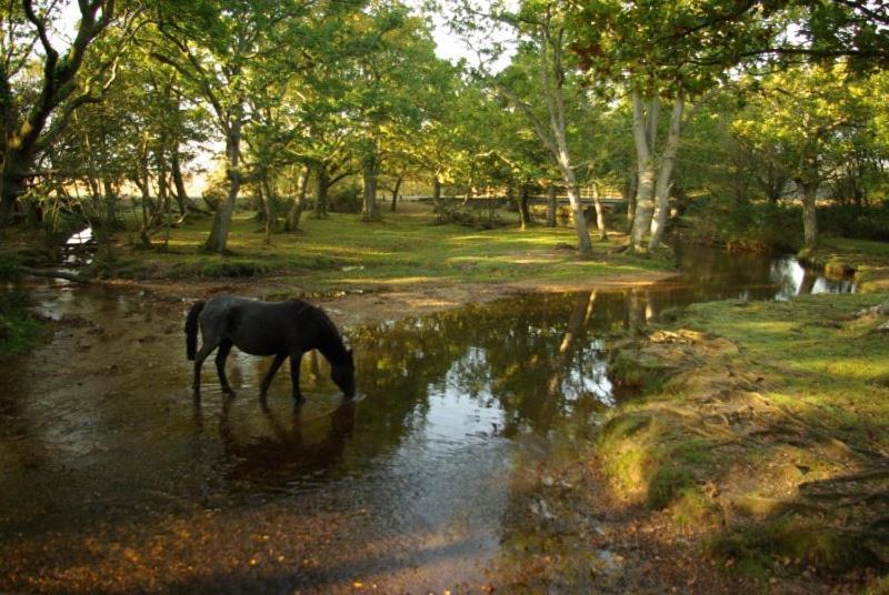 The Knightwood Oak A Luxury King Size En-Suite Space - Lymington New Forest With Totally Private Entrance - Key Box Entry - Free Parking & Private Outdoor Seating Area - Town ,Shops , Pubs & Solent Way Walking Distance & Complimentary Breakfast Items מראה חיצוני תמונה